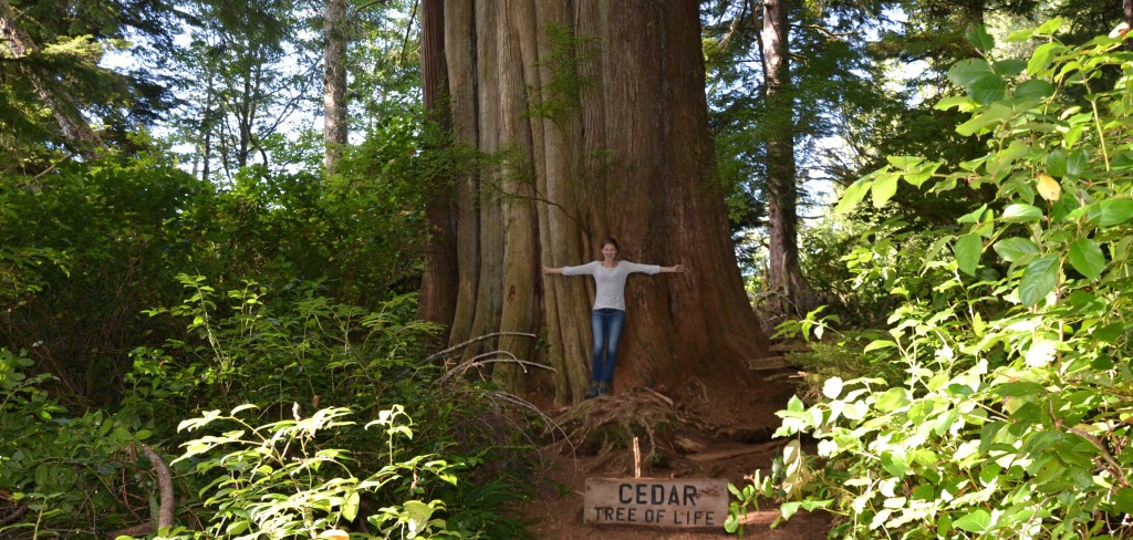 cedar tree of life